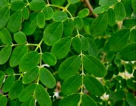 u=2415889852,4157804178&fm=21&gp=0