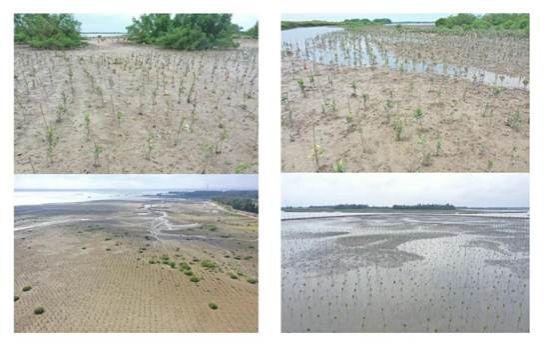 红树林开发造林情况